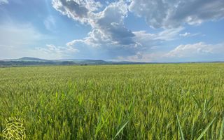 Teren -4.300 mp - Arabil - Chintelnic - Poză 3