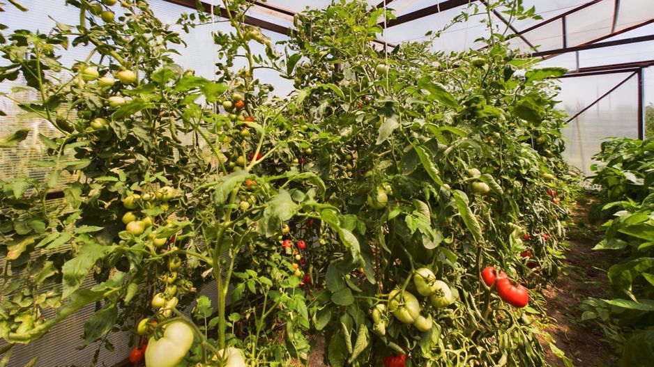 TEREN EXTRAVILAN  CU SOLAR IN GAI - Poză 16