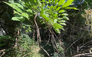 Teren Intravilan ***418mp*** posibilitate constructie S+P+2E+3ER // Floreasca - Poză 4