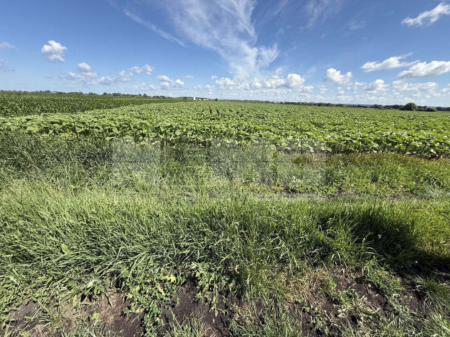 Teren extravilan de vânzare | Rădăuți | 4.000 mp - Poză 5