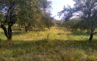 Teren 1500 mp - pretabil cabana/investitie - Zona Valea Rusului