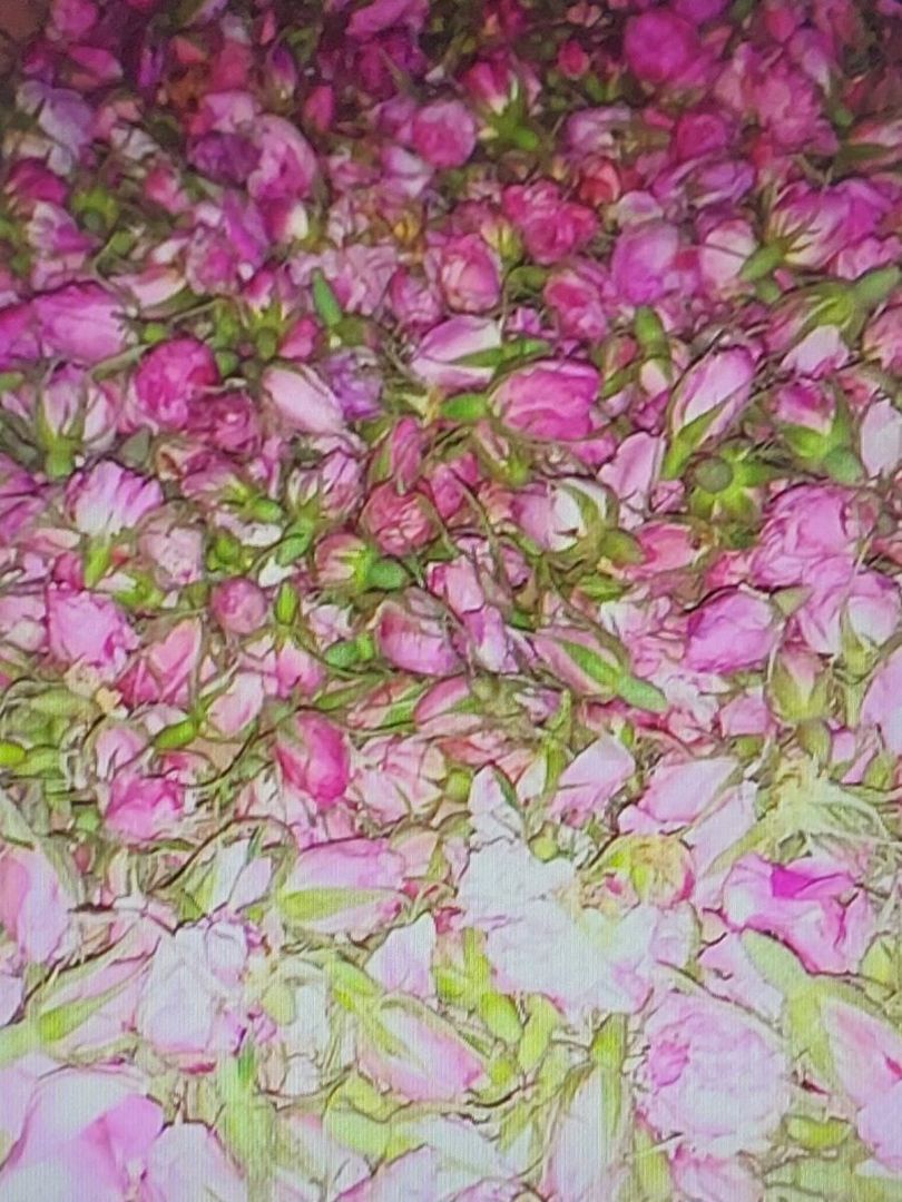 TEREN CU PLANTAȚIE DE TRANDAFIRI ,,ROSA DAMASCENA,\ \CARANSEBEȘ\JUD.CS - Poză 13