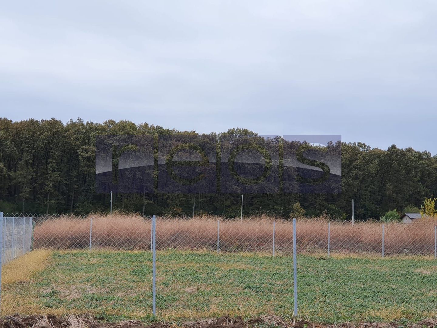 VANZARE TEREN 1500 MP| GHERMANESTI | PADUREA SNAGOV - Poză 5