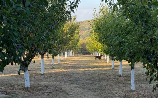 Proprietate premium | Casă și complex turistic la cheie | Cordău - Poză 46