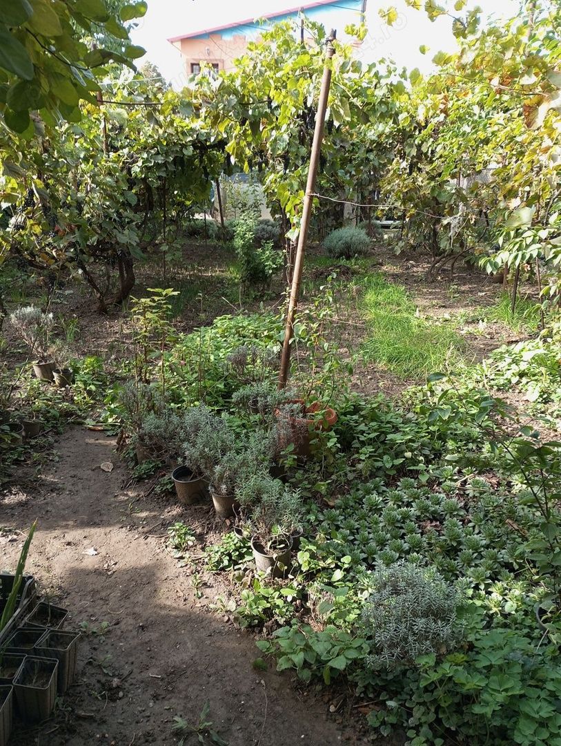 Casă și teren zonă ultracentrală,560 000 euro - Poză 4