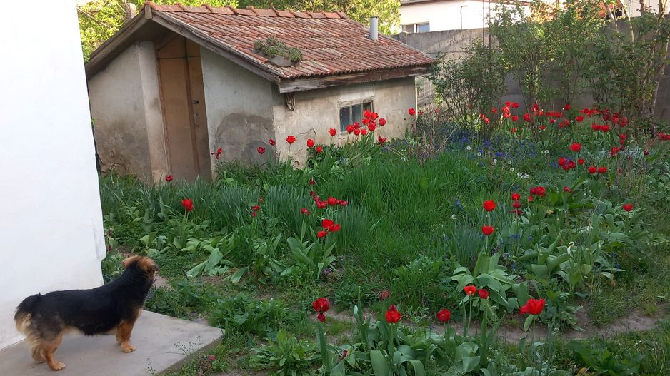 Ag BRASADAS vinde casa cu 2 cam teren 4.86 ari în zona SEMICENTRALA. - Poză 3