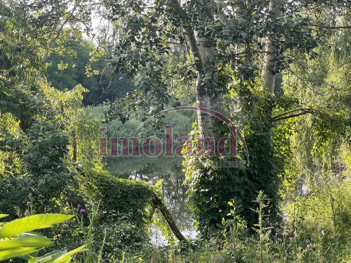 Vanzare teren intravilan, deschidere la lac | 1000 mp | Pipera - Poză 2
