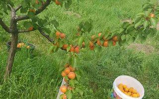 Teren intravilan de vânzare - 6200mp, pădure în apropiere - Poză 11