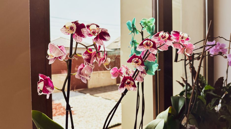 Dumbravita - Casa 5 camere, 179 mp | Mobilat & Utiliat | Garaj - Poză 29