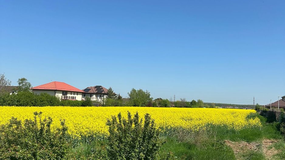 Teren intravilan 26.300 mp Saftica Balotesti-  PUZ în lucru - Poză 21