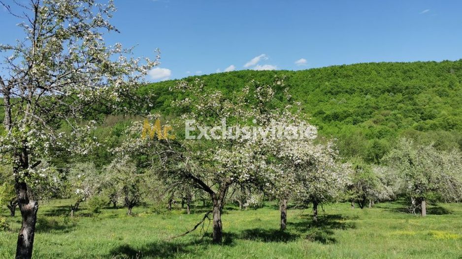 Teren 680mp Budeasa Mica, AG - Poză 5