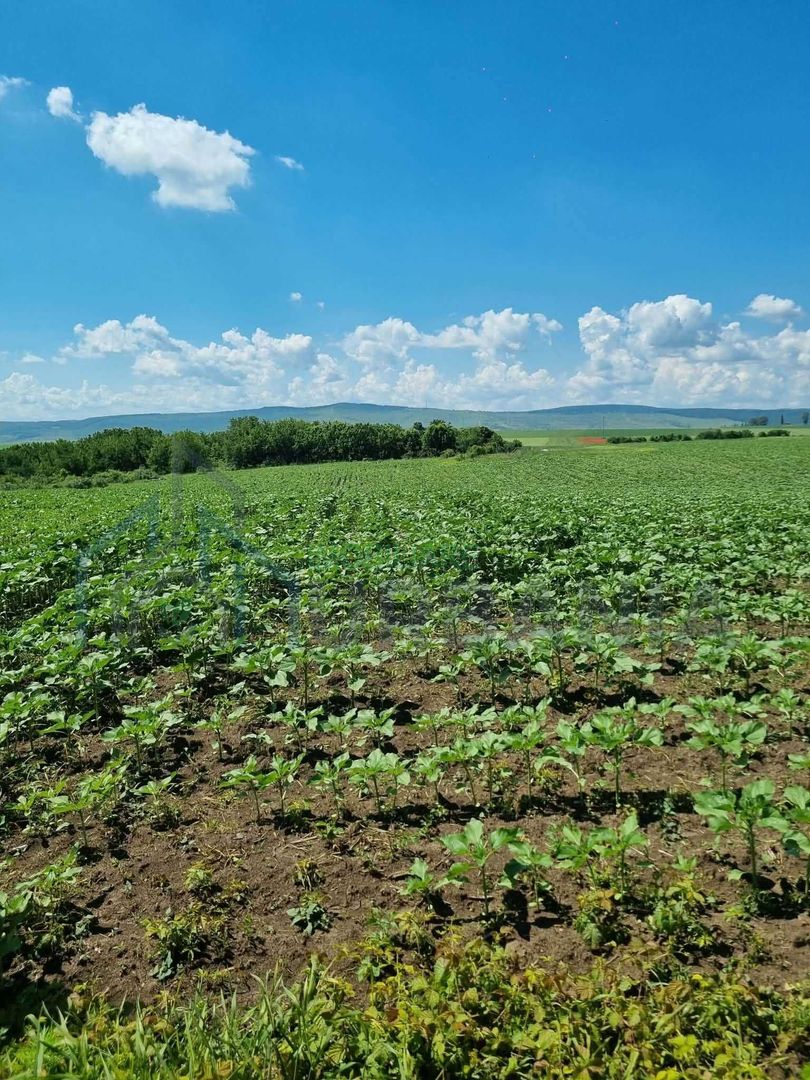 Teren extravilan Miroslava, zona Ferma Liliac – 722 mp – oportunitate de investiție – 10.000 euro - Poză 4