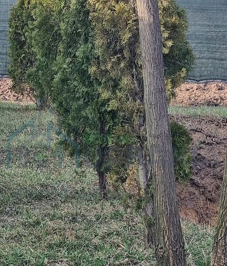 vând teren iasi - Poză 5