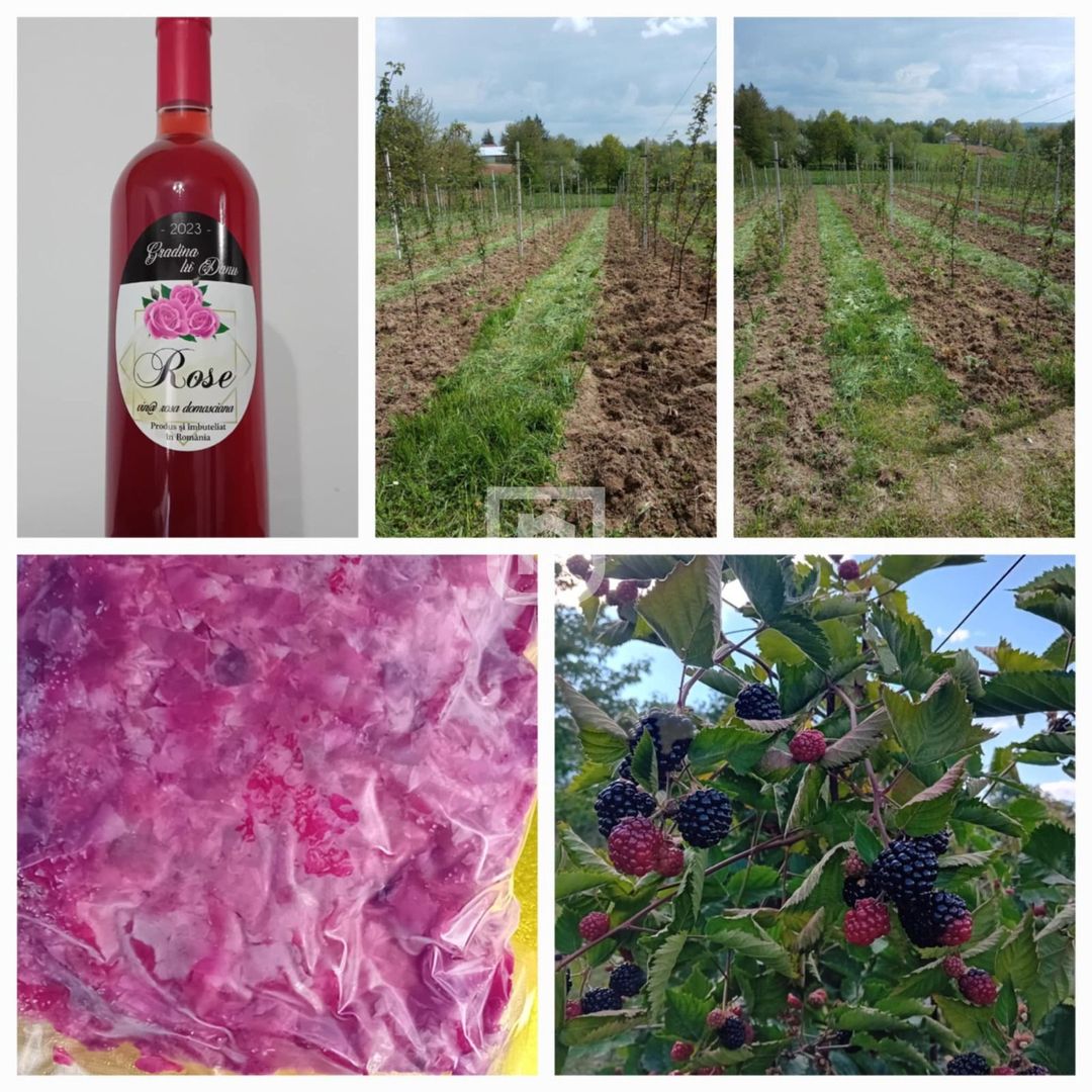 Ferma agricola, plantatii de mure, trandafiri, vita-de-vie - Poză 18