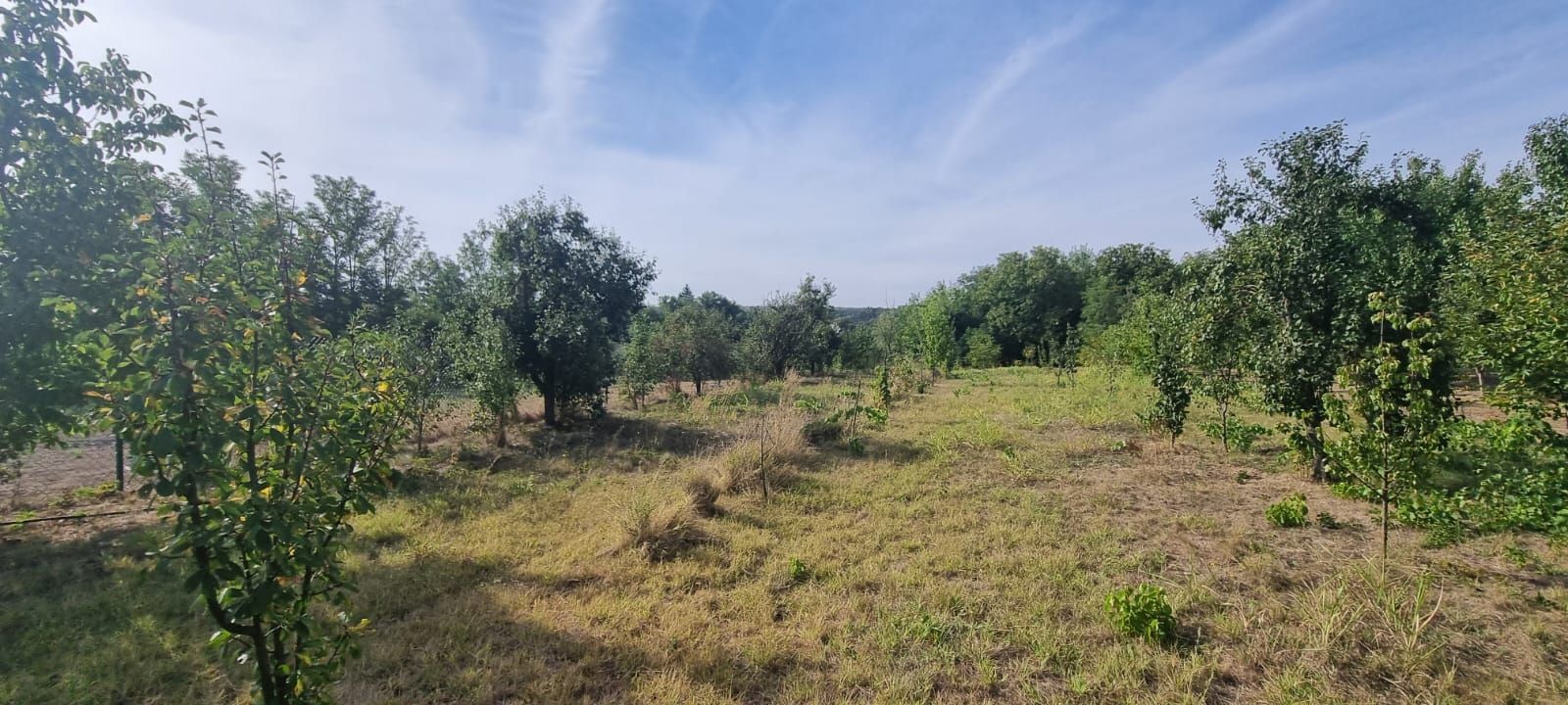 Teren 2000 mp de vânzare – Comana, deschidere la lac, aproape de Parcu - Poză 6