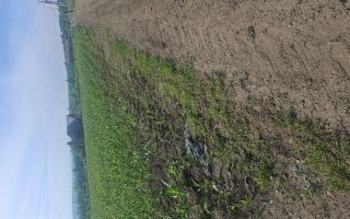 Teren de 6500 mp pentru construcție casă, Popesti - Poză 4