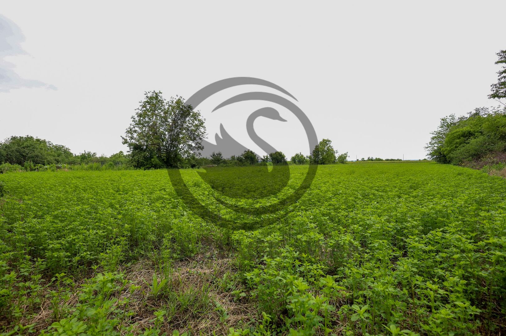 Teren + casa de vanzare | 4734 mp, deschidere 38ml| Zalhanaua, Prahova - Poză 8