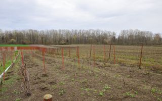 CASA DE VANZARE|  2087 MP TEREN| COMUNA FARTATESTI| - Poză 13