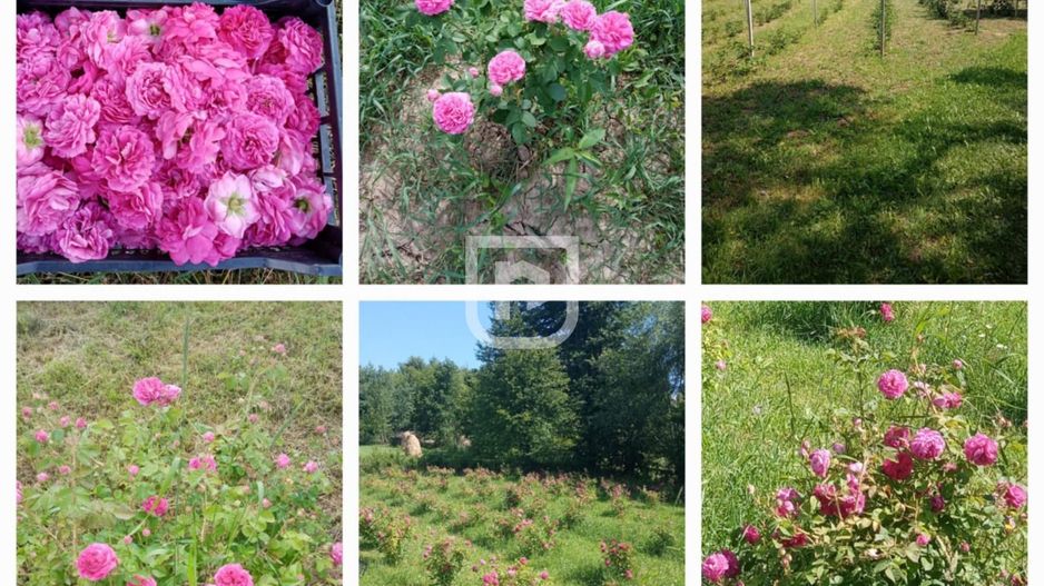 Ferma agricola, plantatii de mure, trandafiri, vita-de-vie - Poză 19