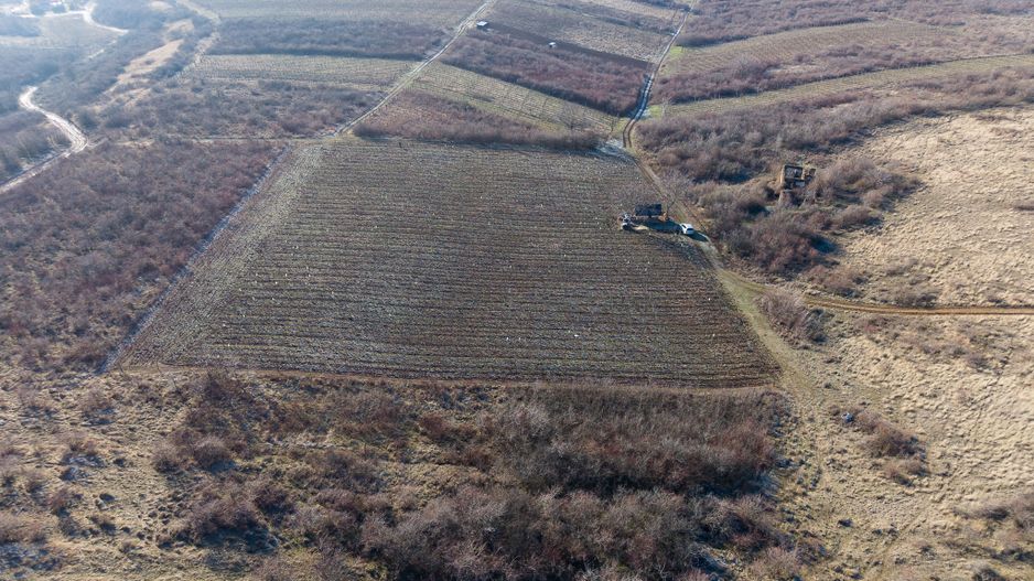 Vita-de-vie Premium  teren de 6800 mp în Covăsinț - Poză 12