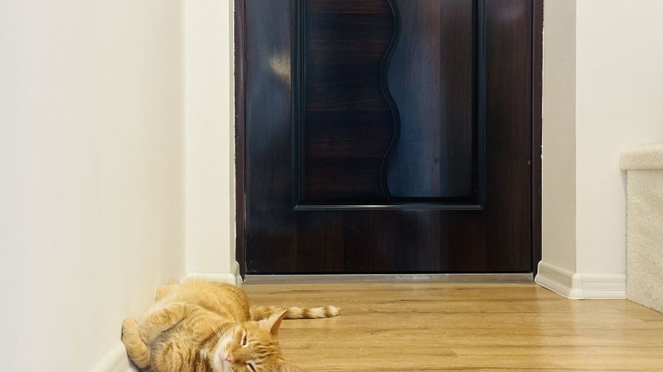 Apartament cu personalitate – 2 camere, 65 mp, tavan înalt 3,40 m | Dumbravita - Poză 4