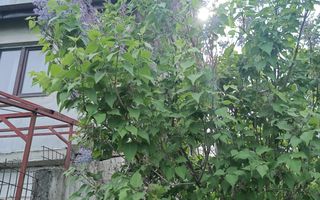 Teren de vanzare Adâncata - Poză 5