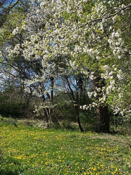 Casa individuala  - vedere spre padure - Parcul Sub Arini - Poză 39