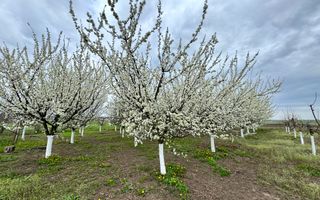 Livada+gradina, teren intravilan 2902mp, Damienesti-Bacau, comision 0 - Poză 2