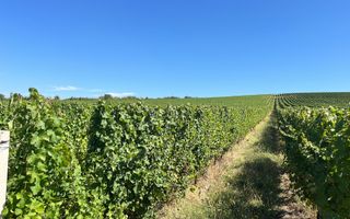 Vie de 115 Hectare în satul Dud, județul Arad - Poză 4