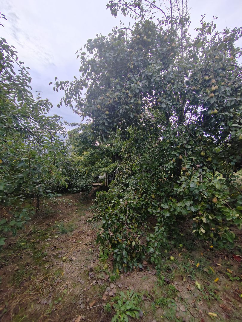 casa - 24 ari de teren - Valea Ghinzii - Poză 9