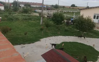 Ferma de vânzare - Poză 17