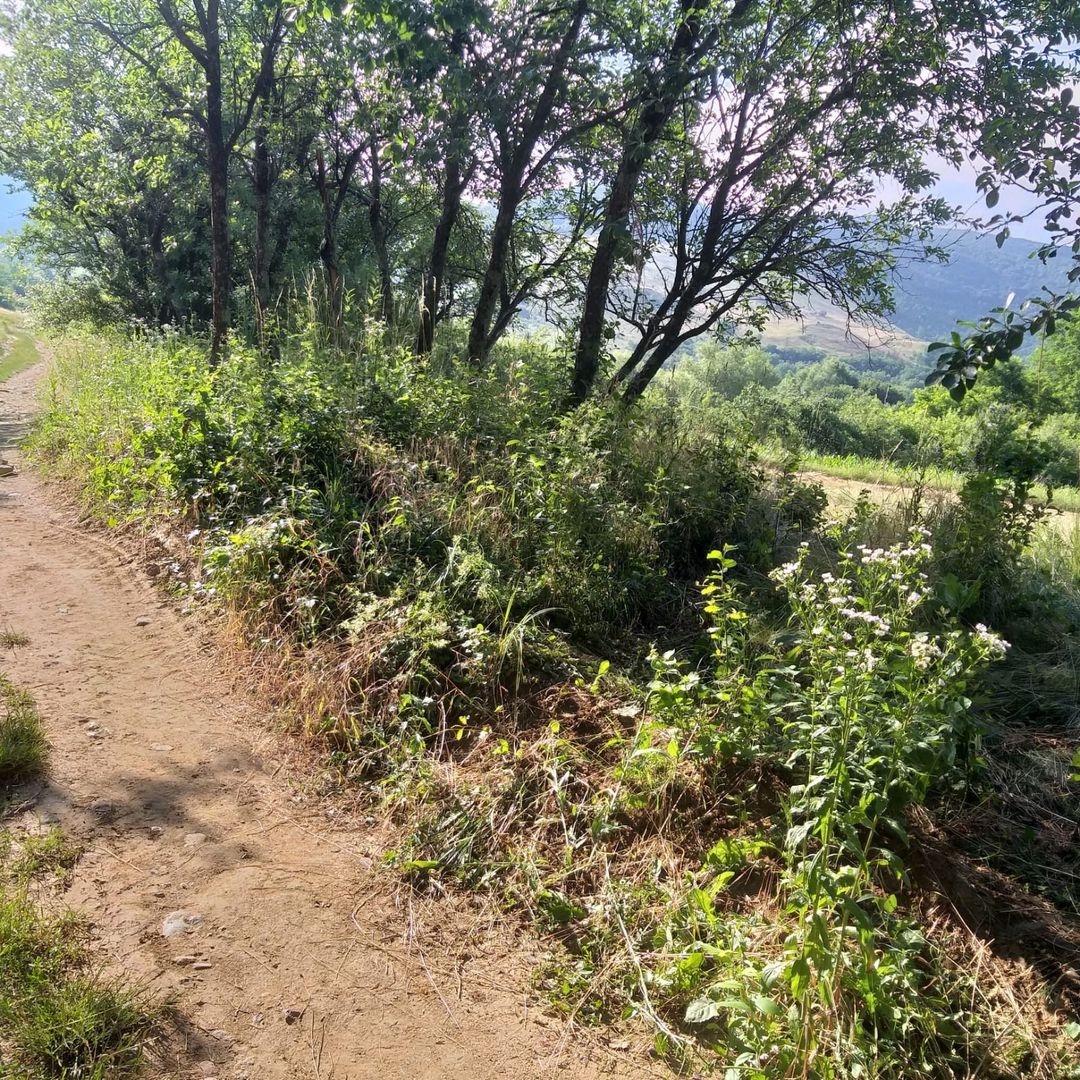 Teren Sasca Română-1079 mp - Poză 6