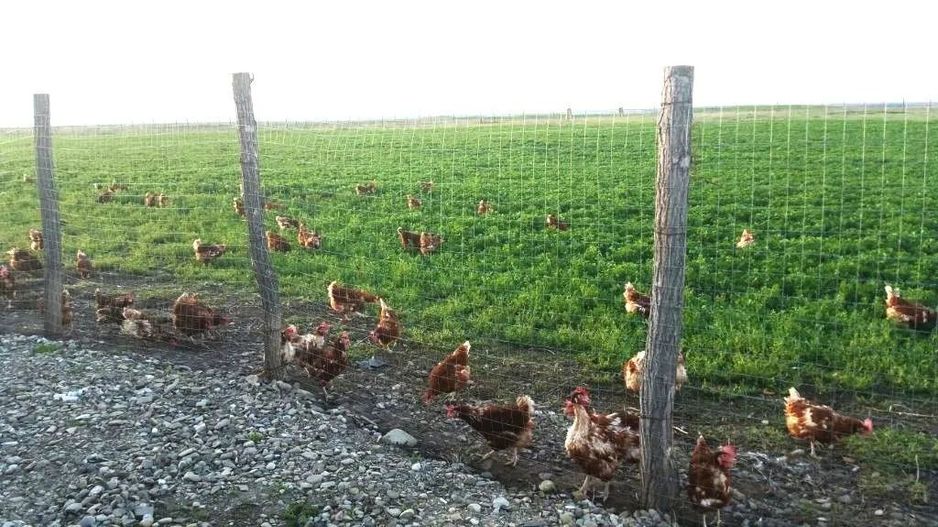 Ferma de gaini ouatoare in sistem free-range | 45.000 mp teren - Poză 6