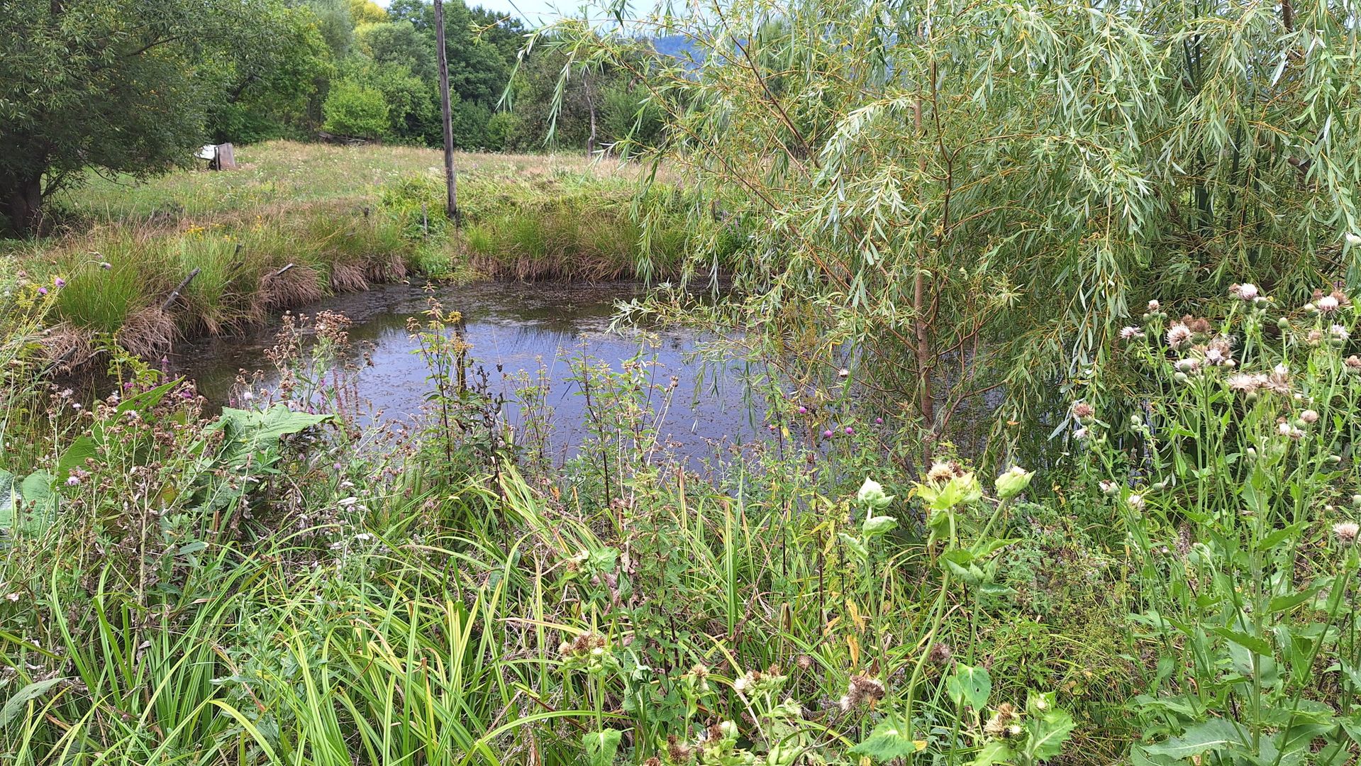 VANZARE ANSAMBLU CASUTE BRADULET ARGES - Poză 21