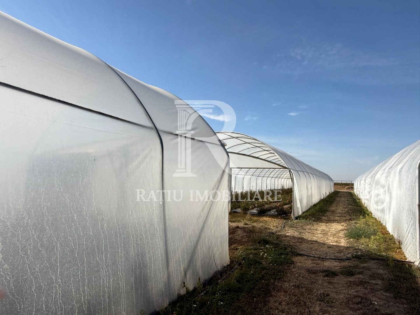Teren intravilan agricol | 7029 mp | Satu Nou | Bihor - Poză 10