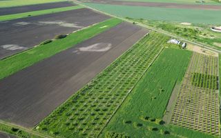 Livadă de nuci și pruni 2.4ha în Variașul Mare - Poză 21