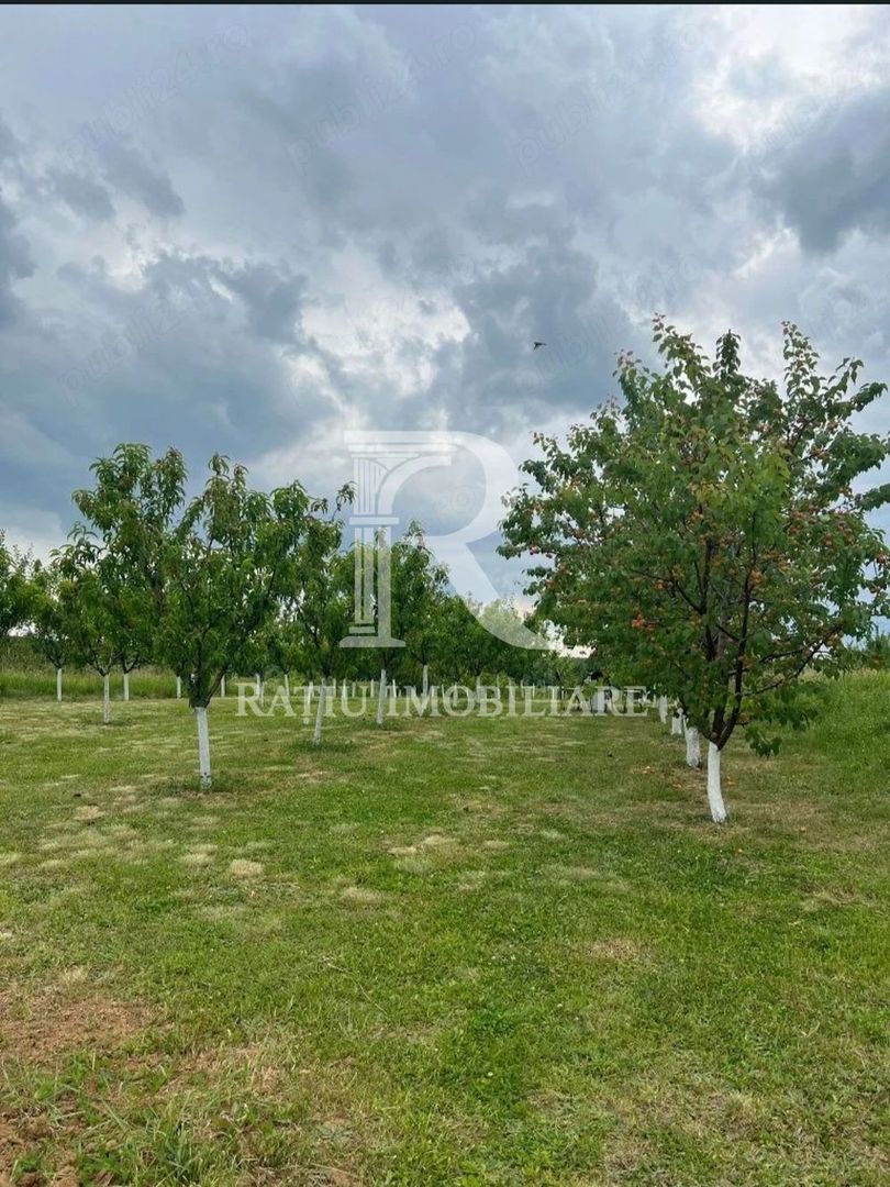 De vanzare | Teren intravilan 1500 mp | Cordau | Cu livada - Poză 2