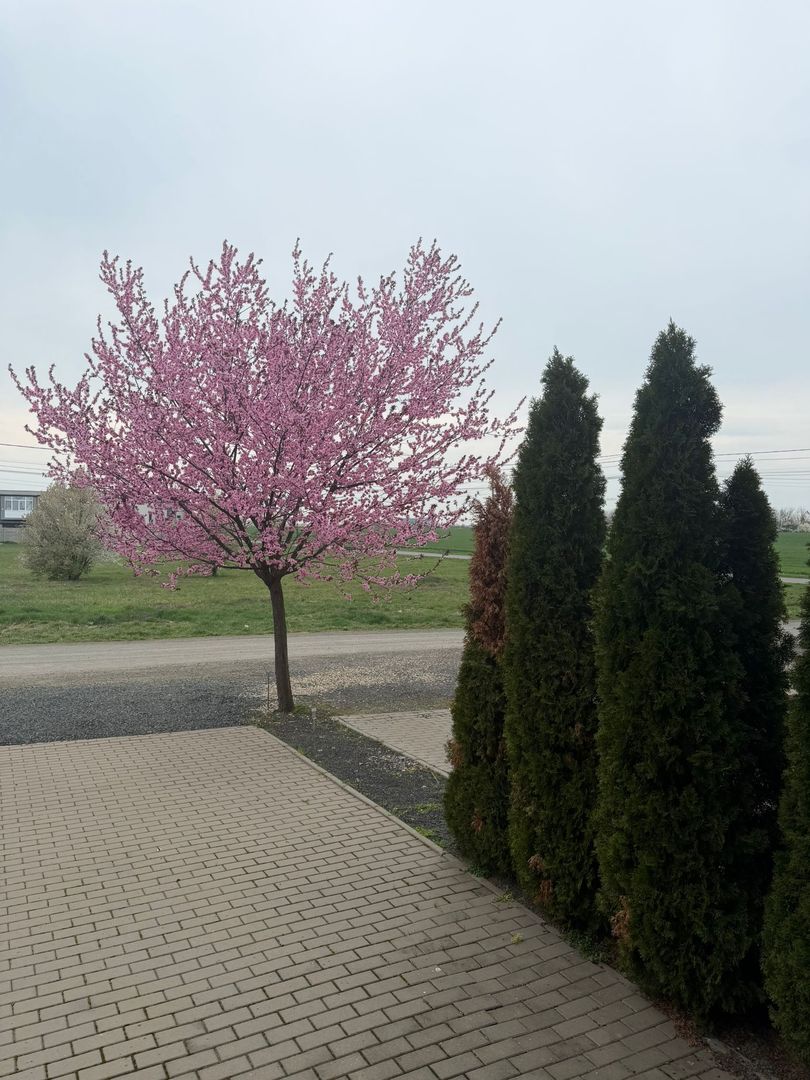 Casa la prima inchiriere cu 3 camere - Poză 24