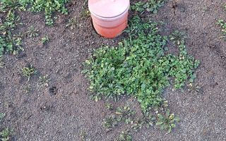 Casa de vanzare zona Damila-Capsunarie - Poză 11