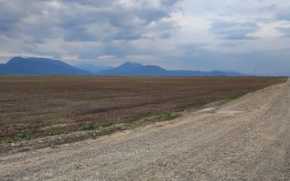 Carpinis, 10000mp-arabil, 28000Euro/negociabil - Poză 3