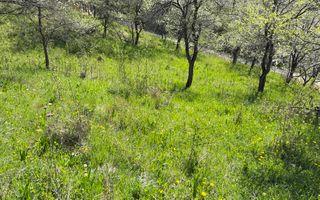 Teren 2500 mp Sohodol - Poză 16