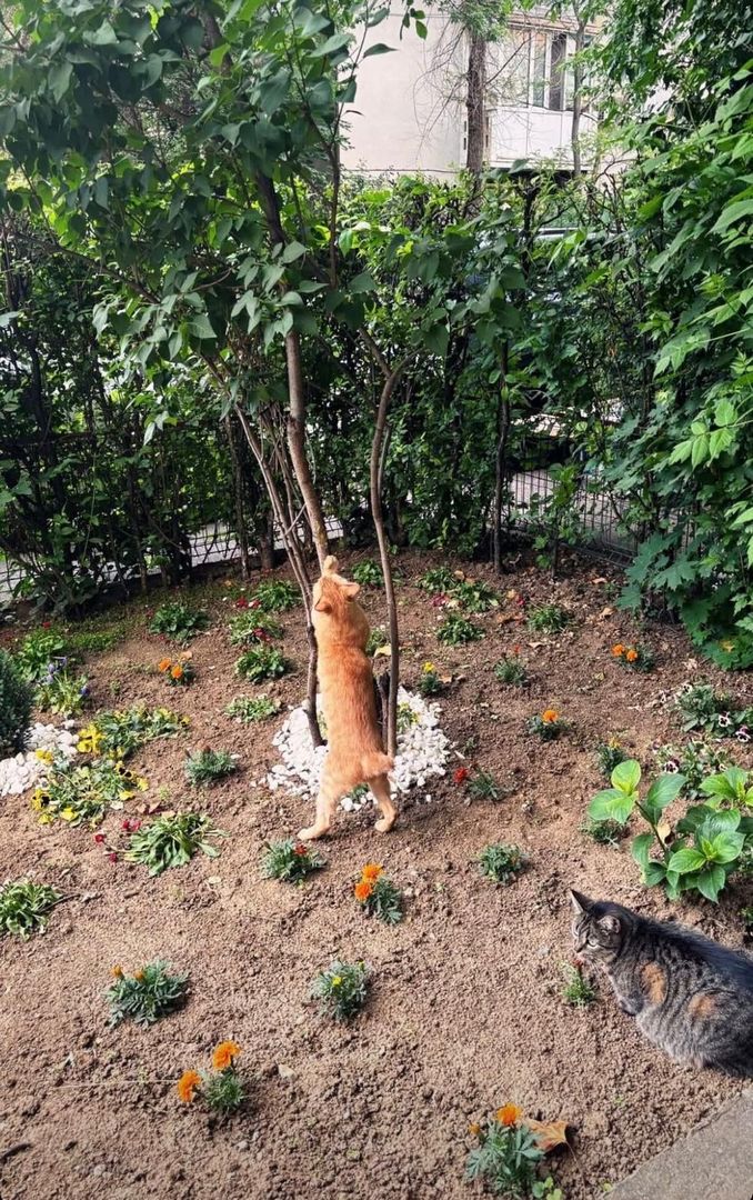 2 camere parter - acces gradina Floreasca - Garibaldi - Verdi - Poză 13