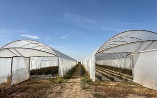 Teren intravilan agricol | 7029 mp | Satu Nou | Bihor - Poză 6