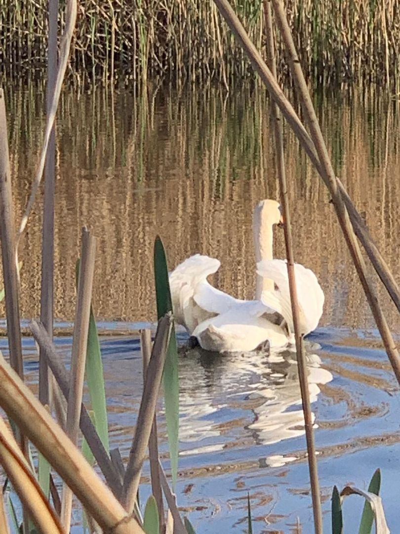 Teren 2000 mp de vânzare – Comana, deschidere la lac, aproape de Parcu - Poză 13