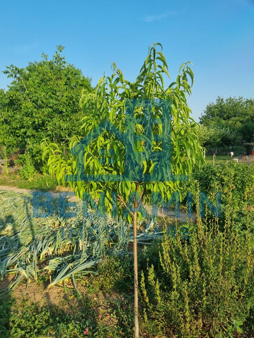 Teren 709mp utilitati asfalt Livezi, Podari, la 7,5 km de Craiova - Poză 4