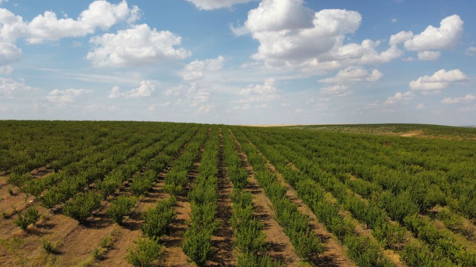 Ferma pomicola cu teren livada 270 ha - Timis - Poză 4