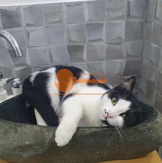 Apartament 4 camere Berceni - Poză 8