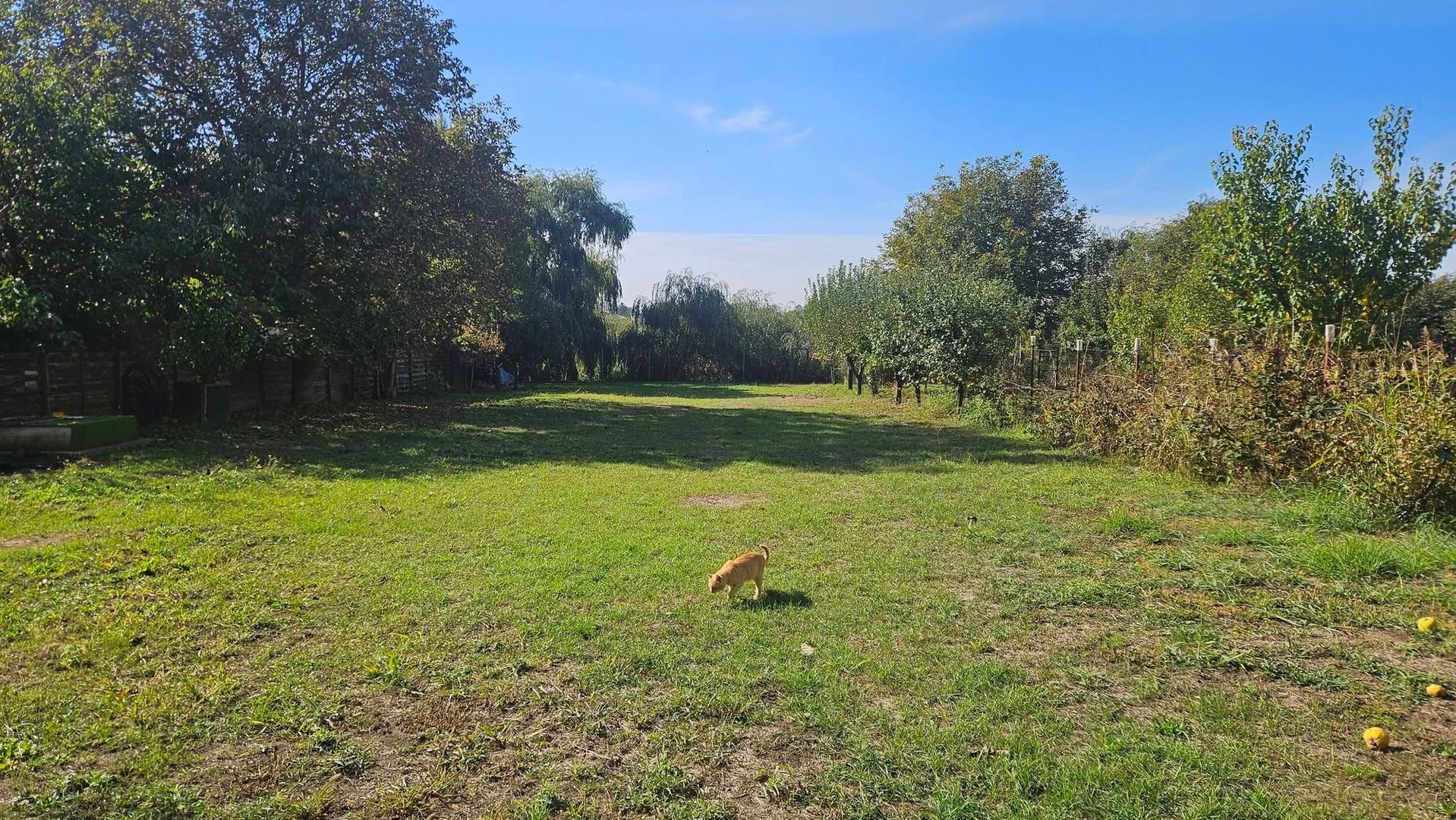Casă și teren mare, cu ieșire la lac, lângă Mănăstirea Rebegești Crevedia - Poză 10