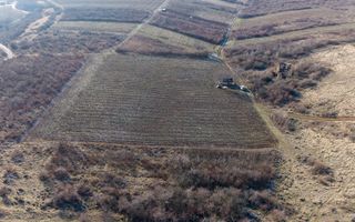 Vita-de-vie Premium  teren de 6800 mp în Covăsinț - Poză 12