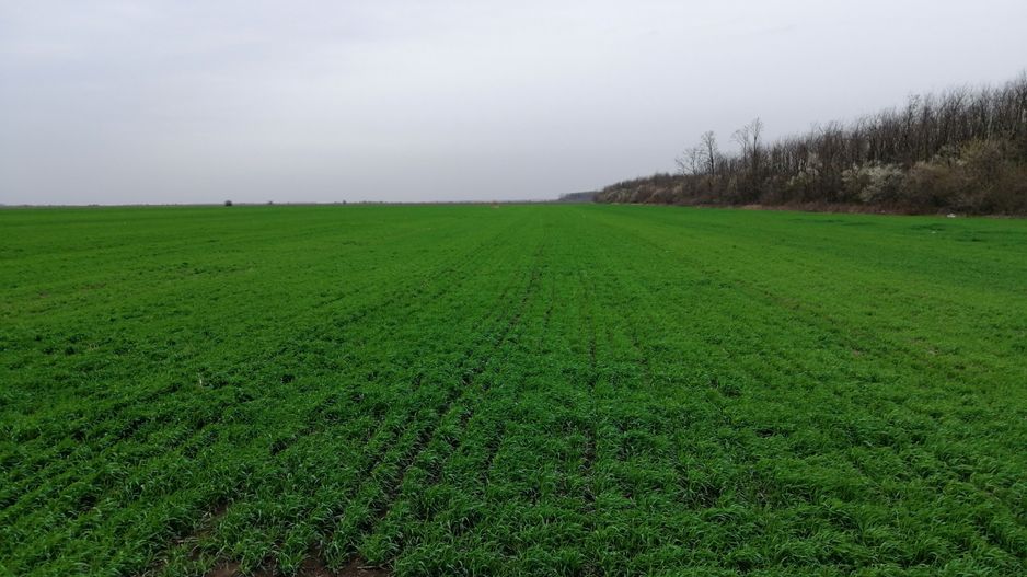 Teren extravilan localitatea Afumati - Poză 3